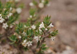 Image of Brachyloma ciliatum (R. Br.) Benth.