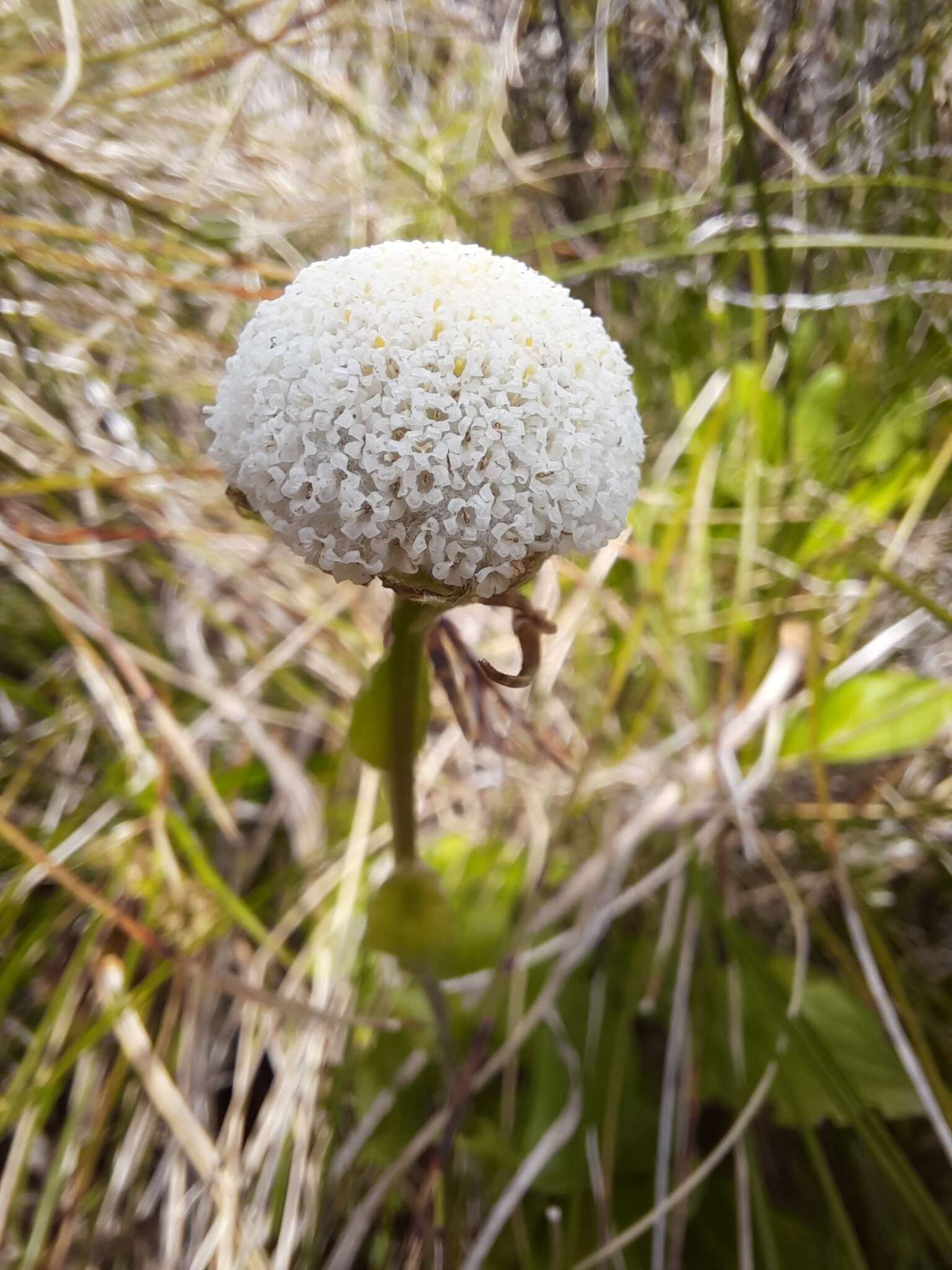 Image of Craspedia uniflora Forst. fil.