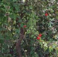 Image of Passiflora quadriglandulosa Rodschied