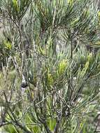 صورة Allocasuarina nana (Sieber ex Spreng.) L. A. S. Johnson