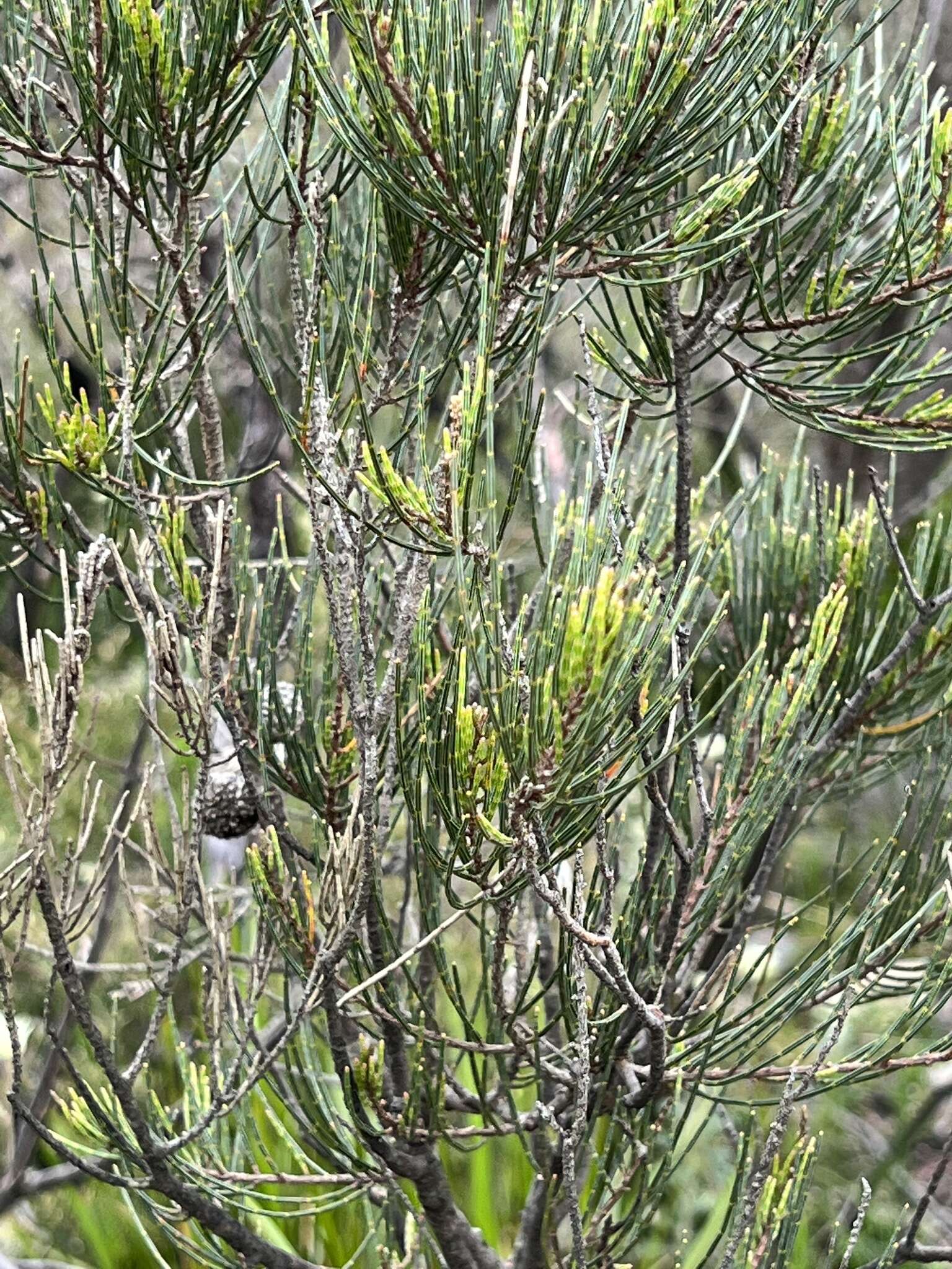 Image of stunted she-oak