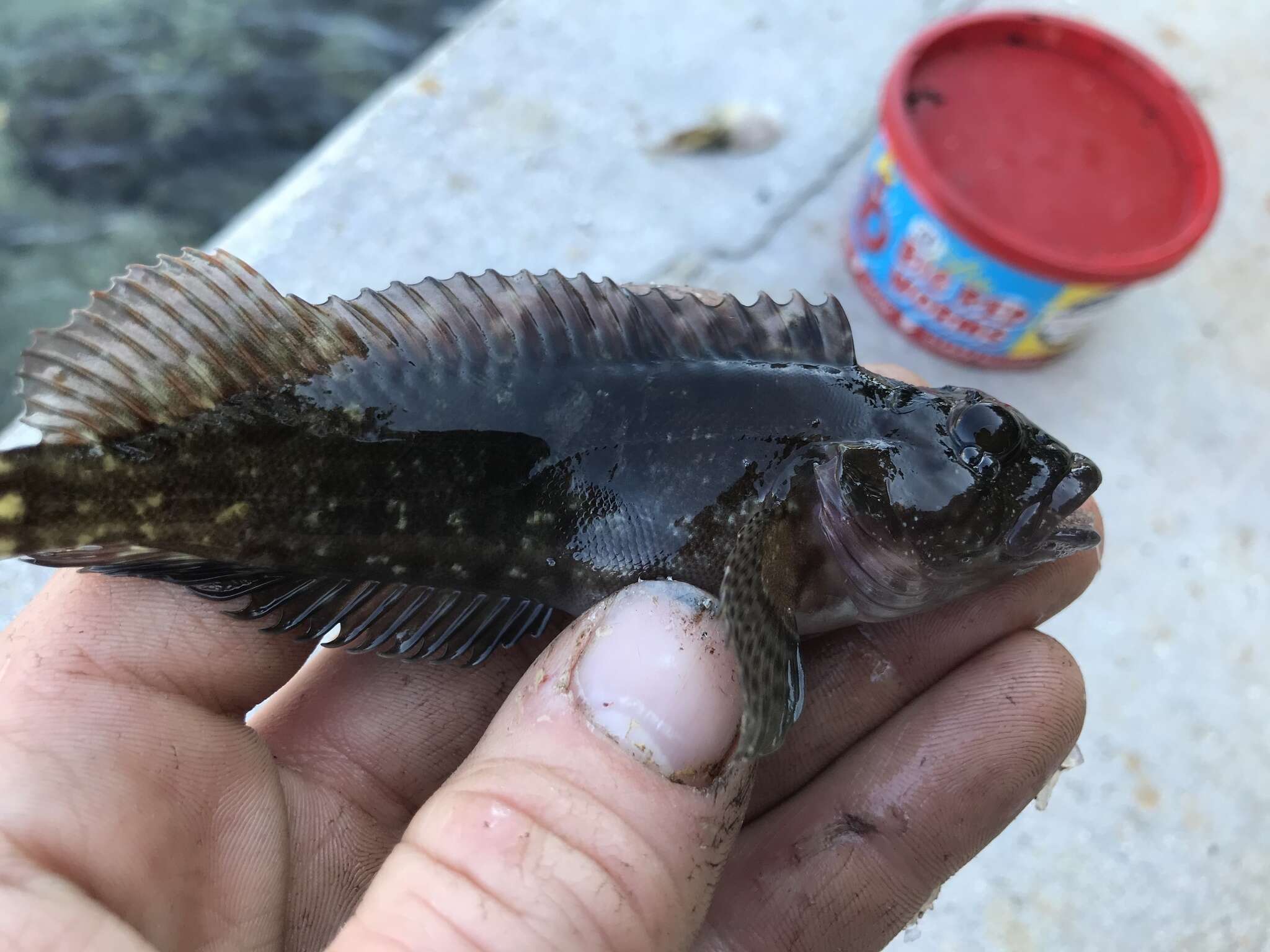 Image of Masquerader hairy blenny