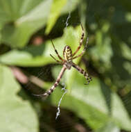 Image of Barbary Spider