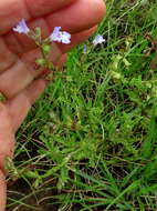 Image of Salvia runcinata L. fil.