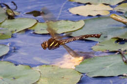 Image of Brown Hawker