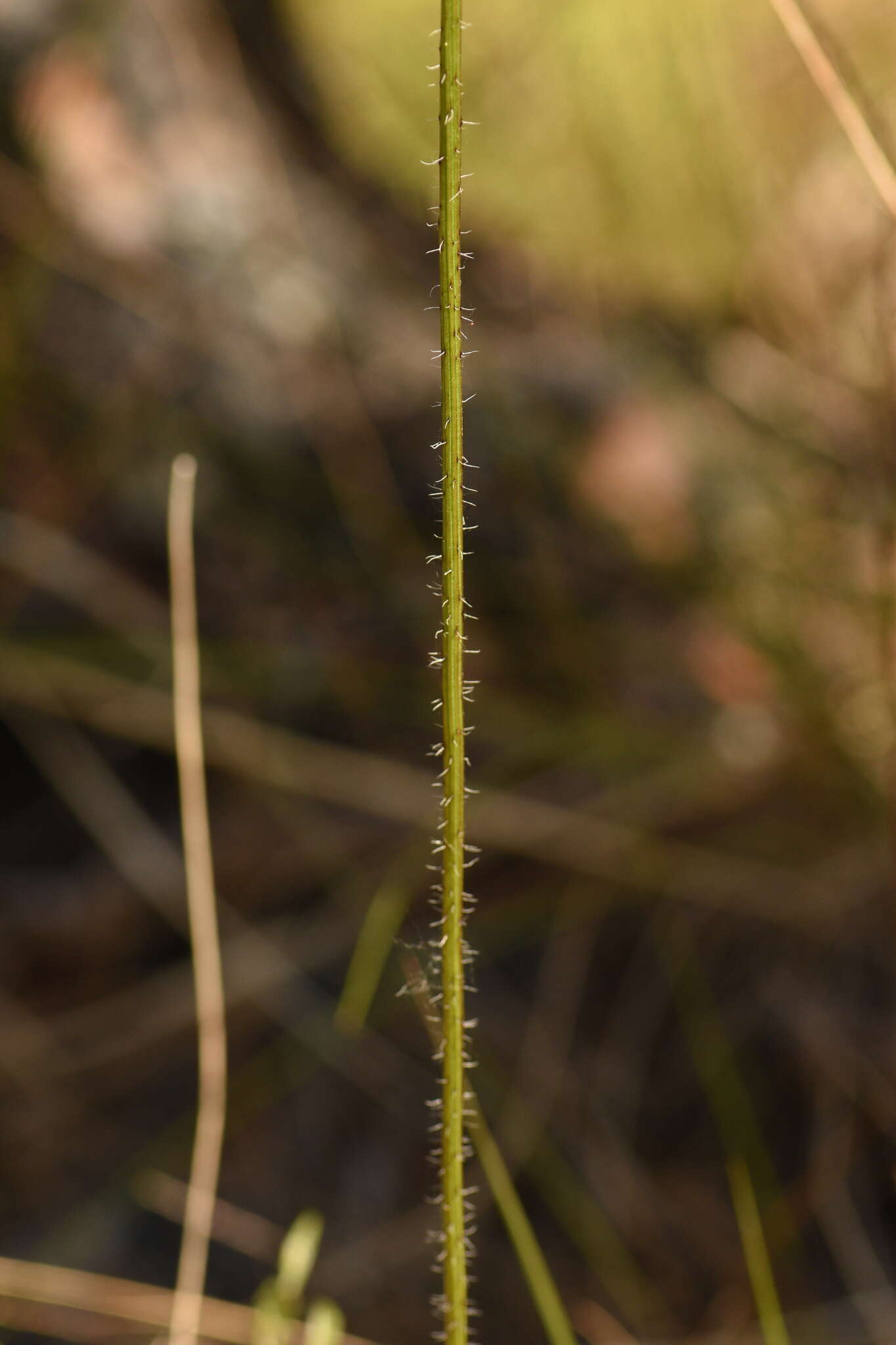 Image of blackeyed Susan