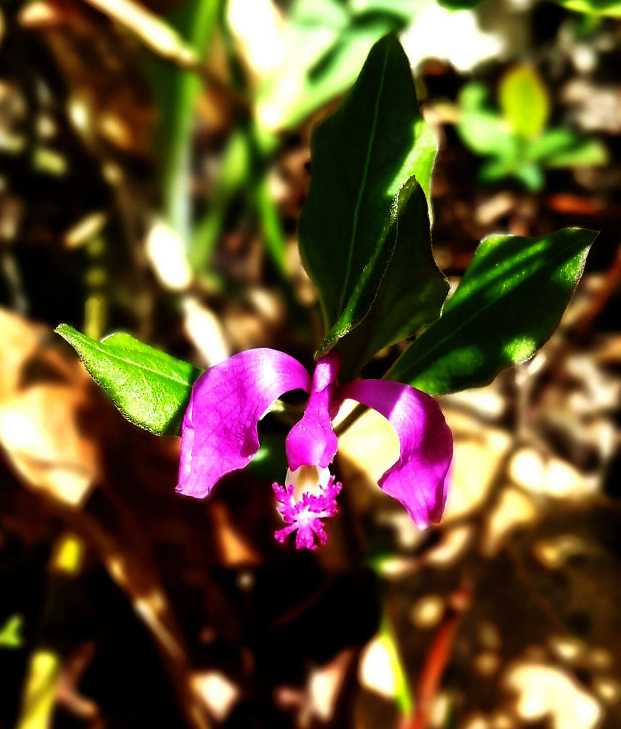 Image de Polygaloides paucifolia (Willd.) J. R. Abbott