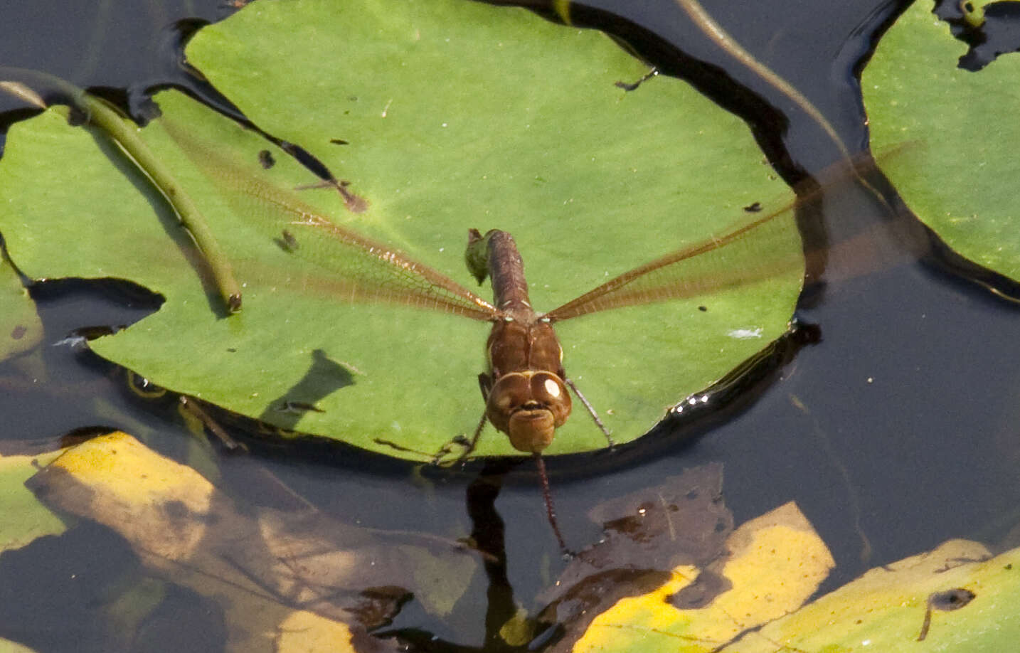 Image of Brown Hawker