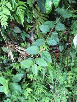 Image of Viburnum luzonicum Rolfe