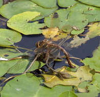 Image of Brown Hawker