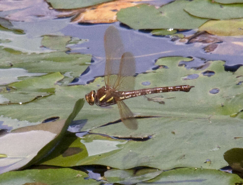 Image of Brown Hawker