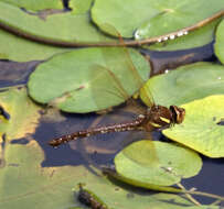 Image of Brown Hawker