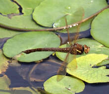 Image of Brown Hawker