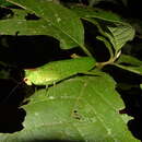 Image of Nicklephyllum acanthonotum (Nickle 1985)
