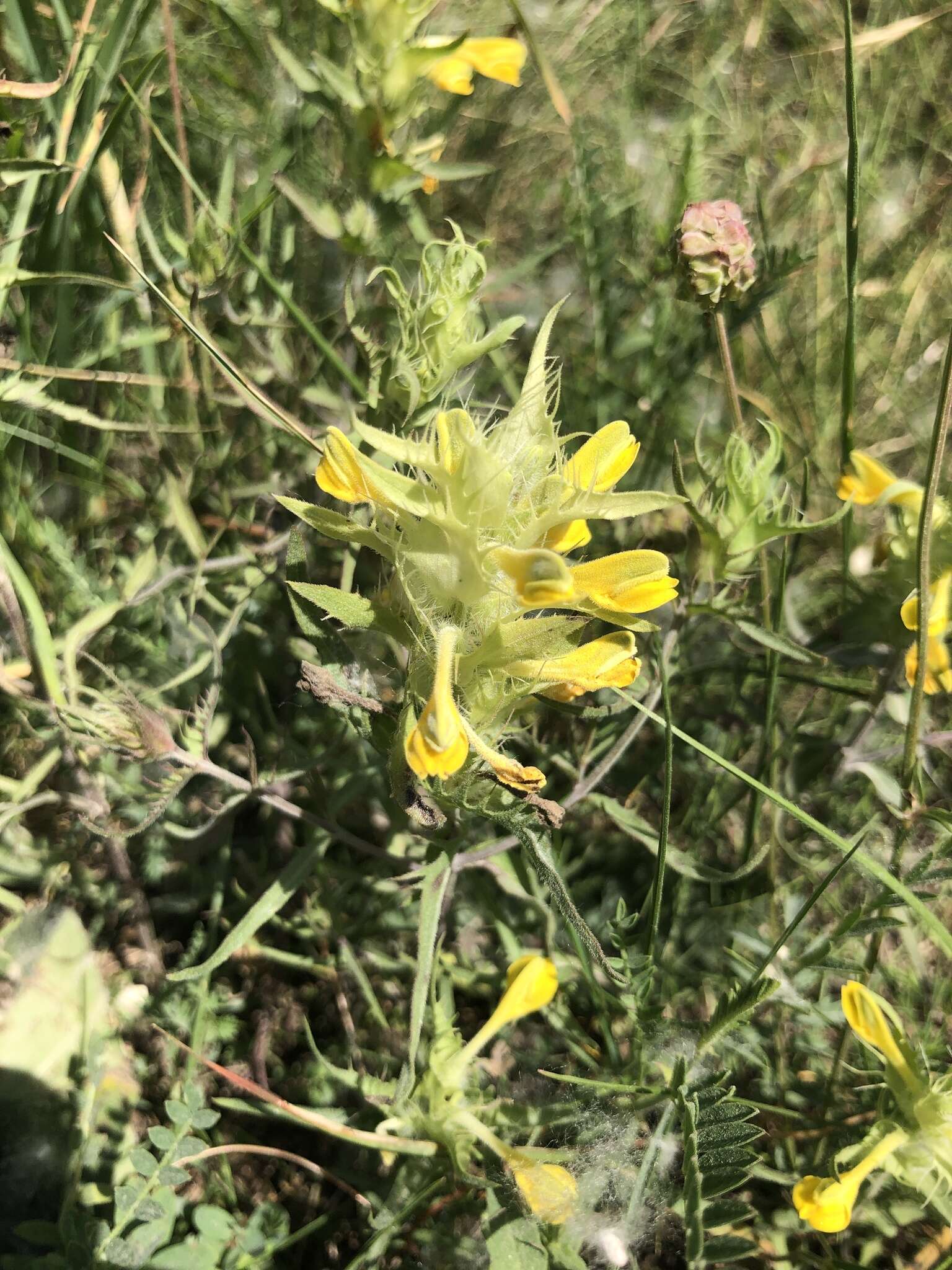 Image of Melampyrum barbatum Waldst. & Kit. ex Willd.