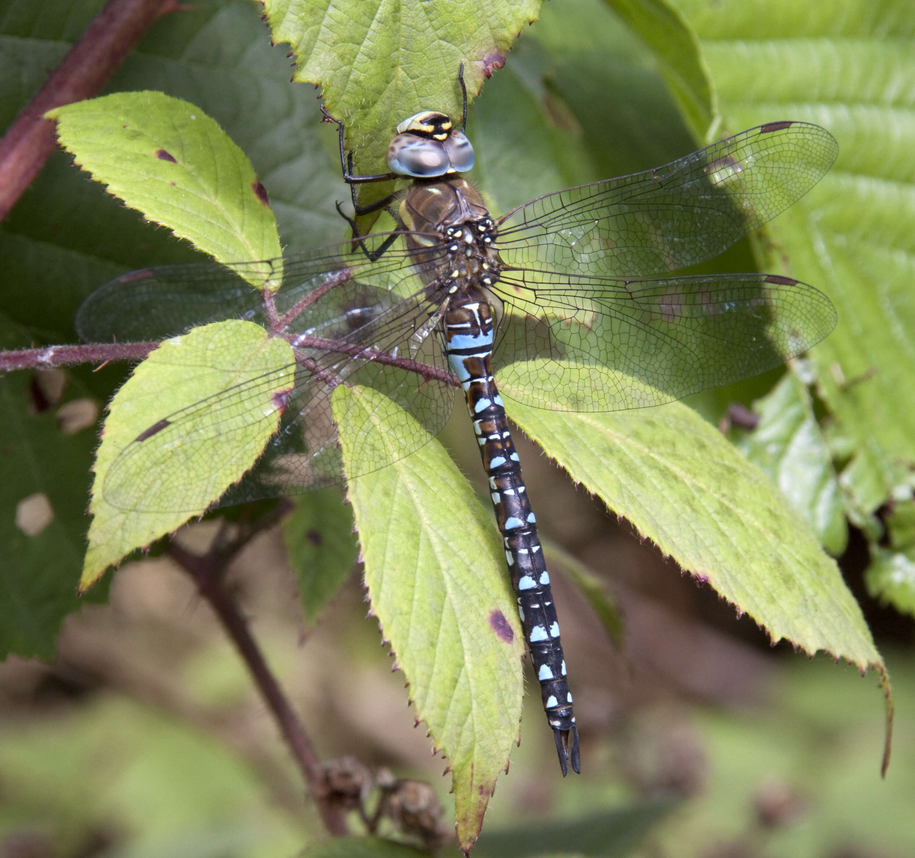 Image of Migrant Hawker