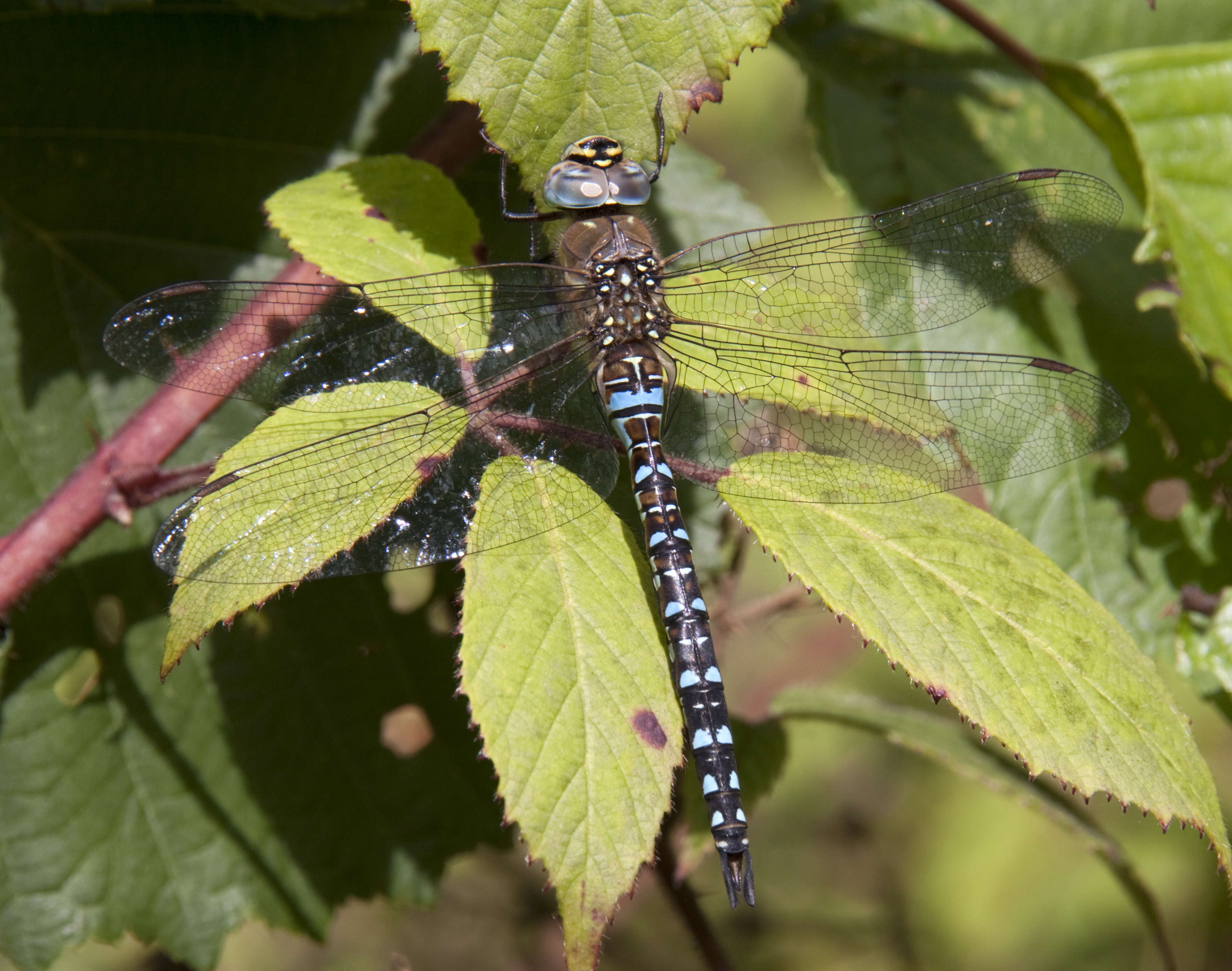 Image of Migrant Hawker