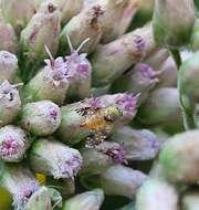 Image of Sourbush seed fly