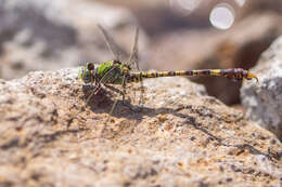 Image of Common Hooktail