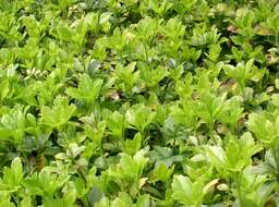 Image of Japanese pachysandra