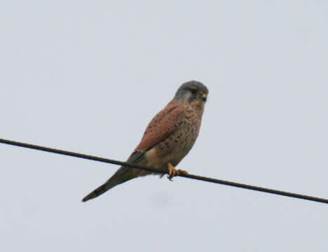 Image of kestrel, common kestrel