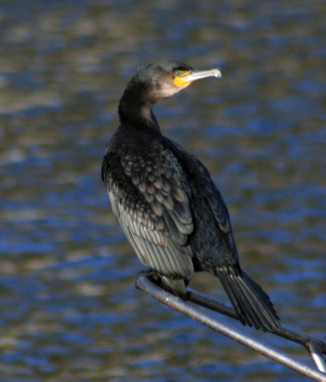 Imagem de Phalacrocorax carbo (Linnaeus 1758)