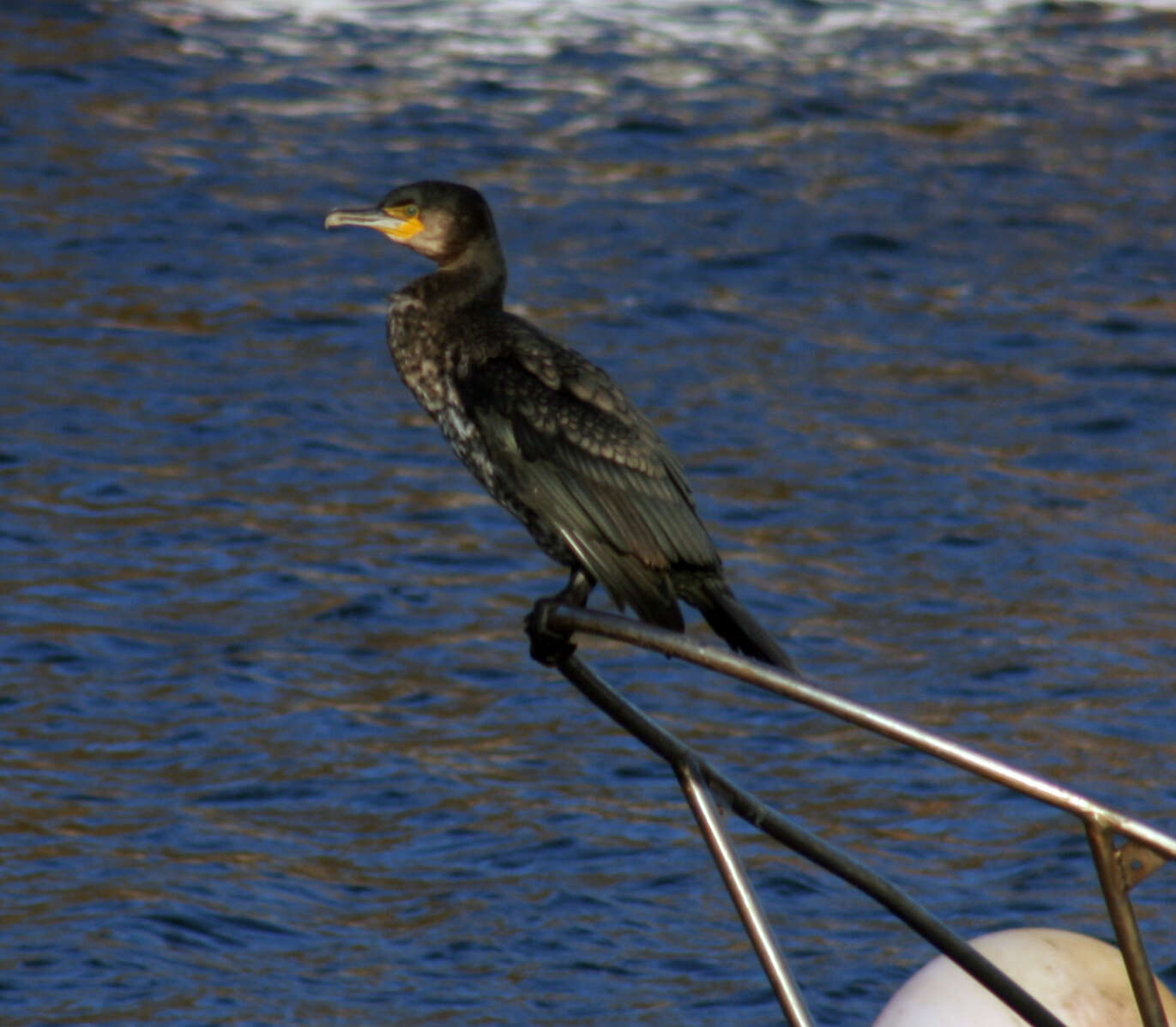 Image of Black Shag