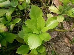 Image of Japanese pachysandra