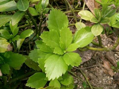 Image of Japanese pachysandra