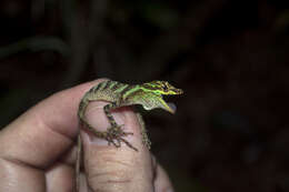 Image of Anolis anoriensis Velasco, Gutiérrez-cárdenas & Quintero-angel 2010