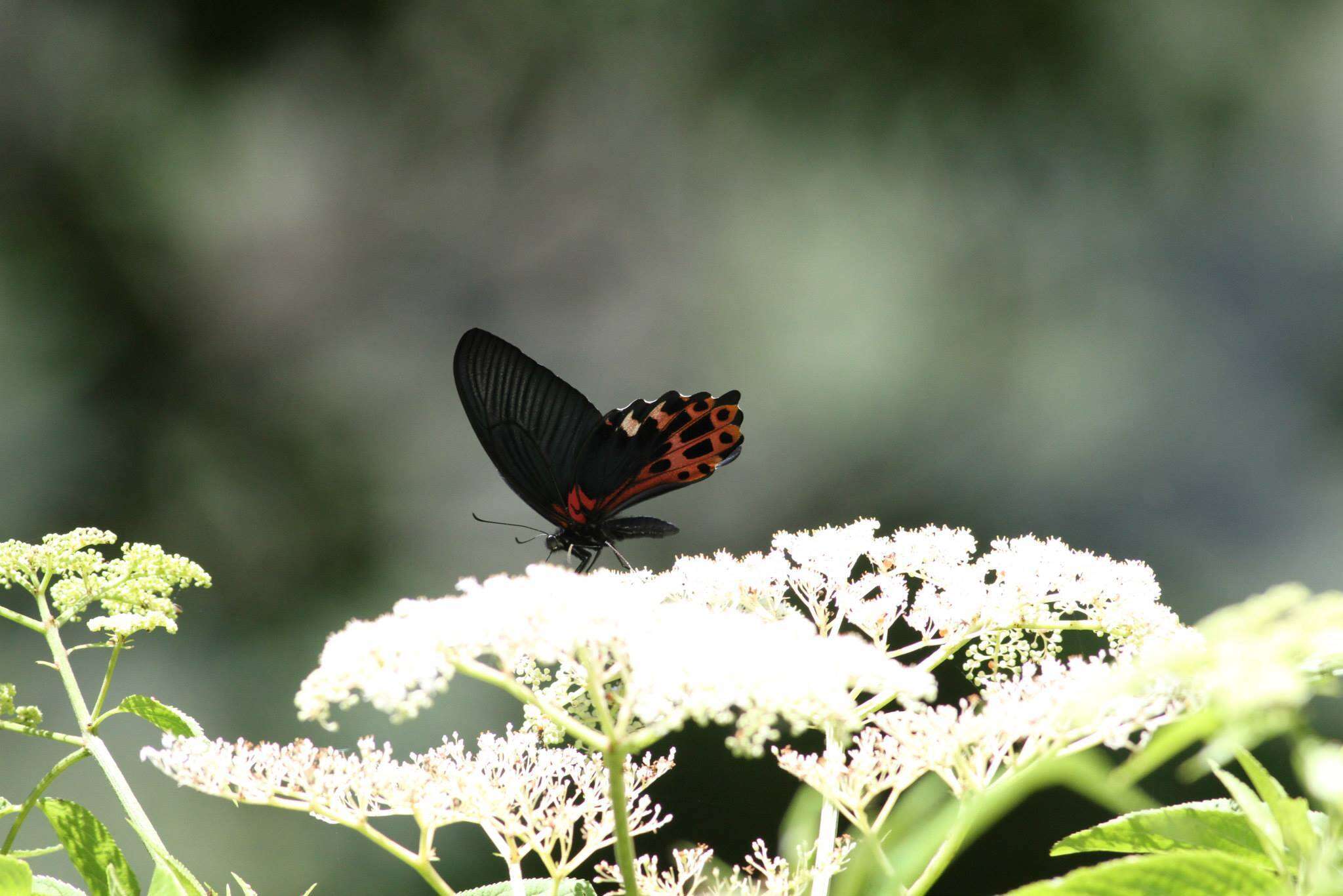 Image de Papilio thaiwanus Rothschild 1898