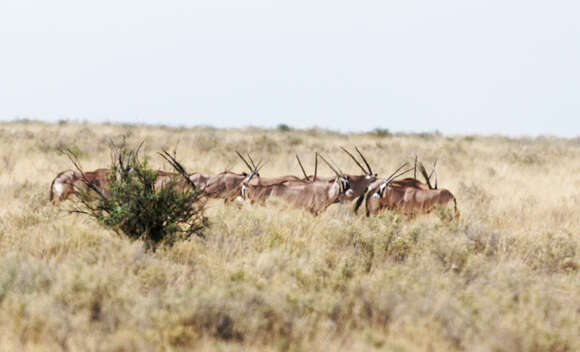 Image of Grazing antelope