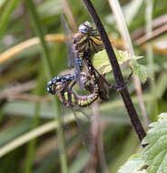 Image of Migrant Hawker