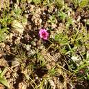 Image of Congdon's Monkey-Flower