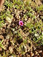 Image of Congdon's Monkey-Flower