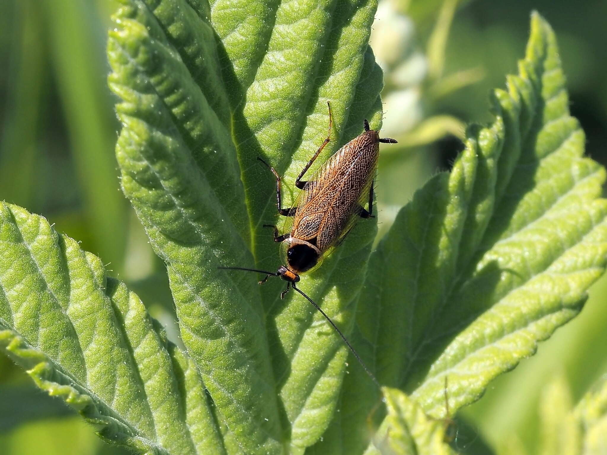 Image of Ectobius (Ectobius) erythronotus Burr 1898