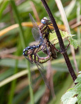 Image of Migrant Hawker