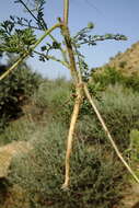 Image of Daucus guttatus Sibth. & Sm.