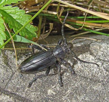 Image of Dorcadion (Carinatodorcadion) carinatum (Pallas 1771)