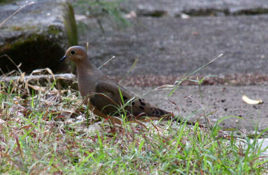 Image of American Mourning Dove