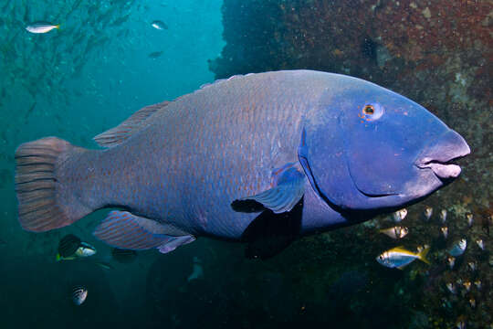 Image of blue groper