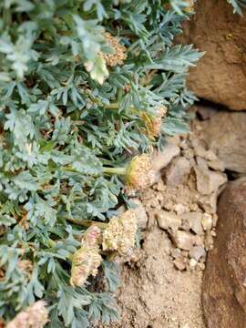 Plancia ëd Podistera nevadensis (A. Gray) S. Wats.