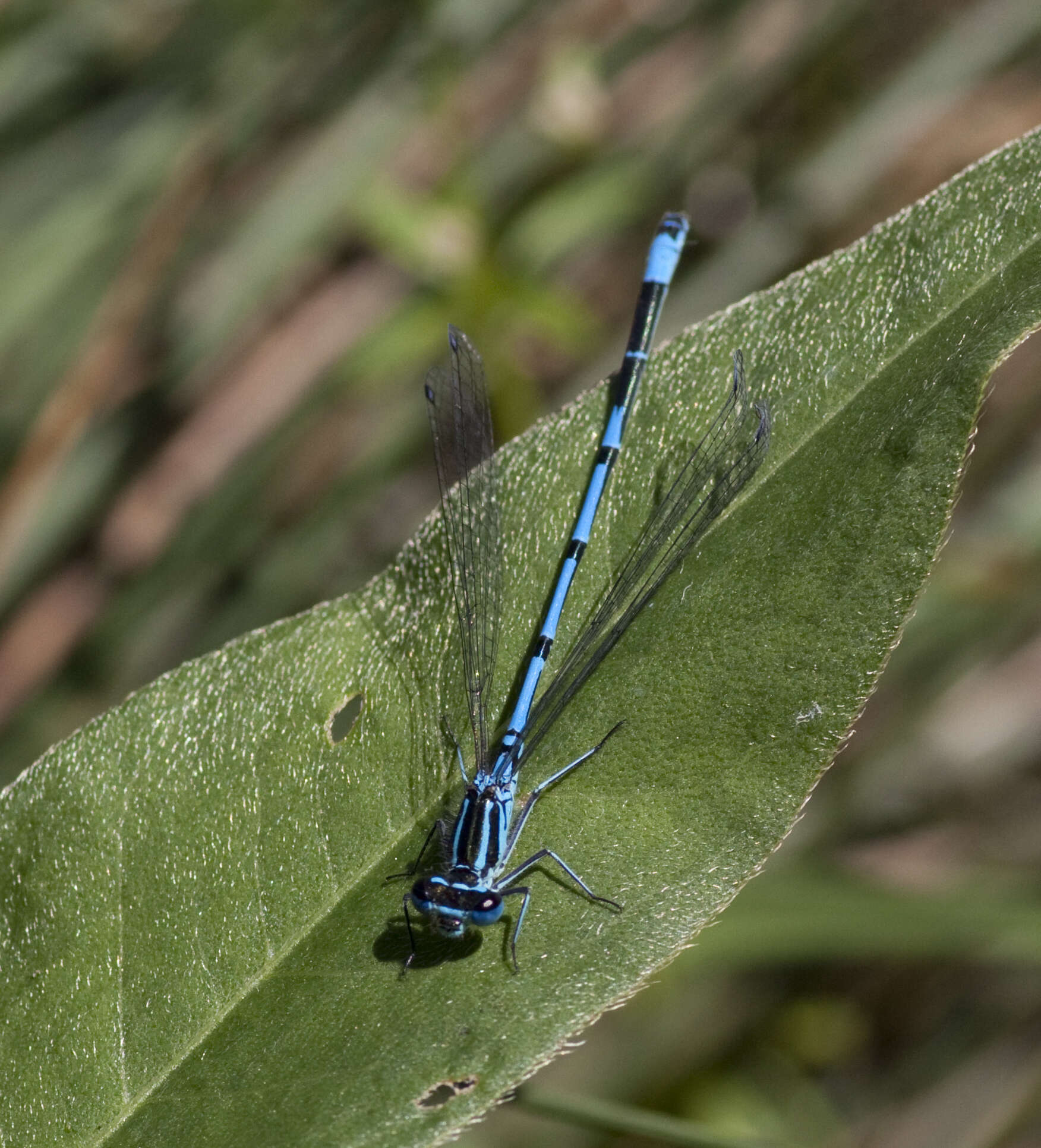 Image of Azure Bluet