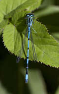 Imagem de Coenagrion puella (Linnaeus 1758)