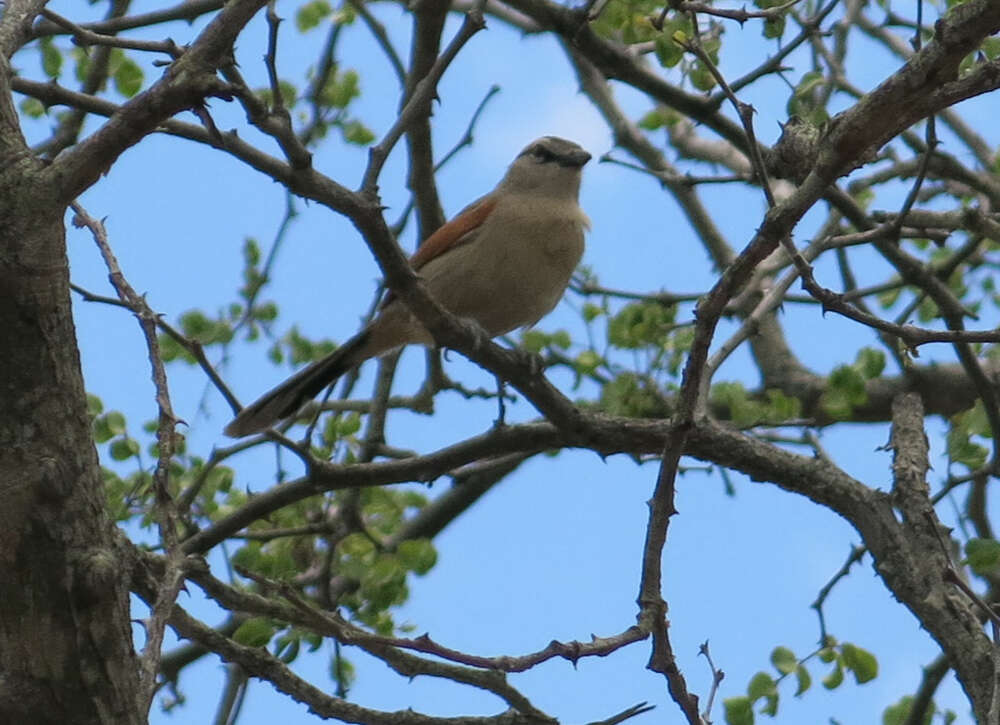 Image of Brown-crowned Tchagra