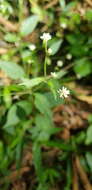 صورة Alternanthera pycnantha (Benth.) Standl.