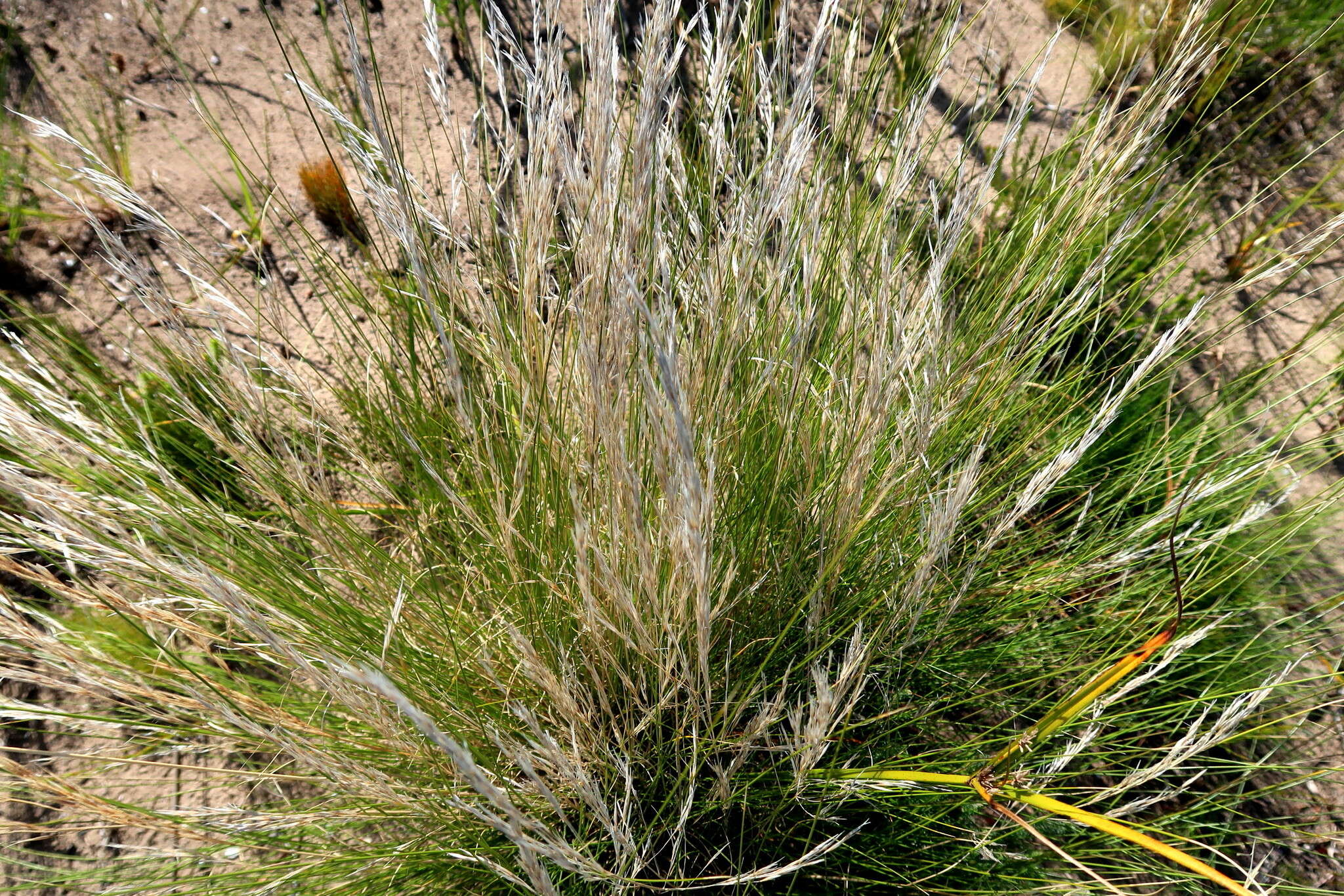 Image de Stipagrostis zeyheri subsp. zeyheri