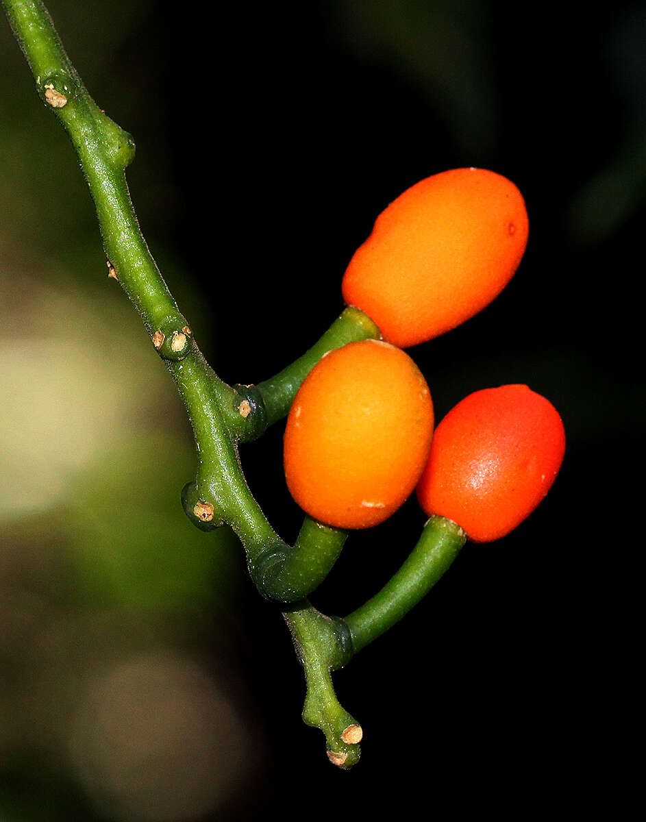 Image of Urobotrya sparsiflora (Engl.) Hiepko