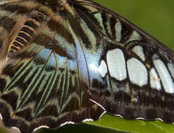 Imagem de Parthenos sylvia