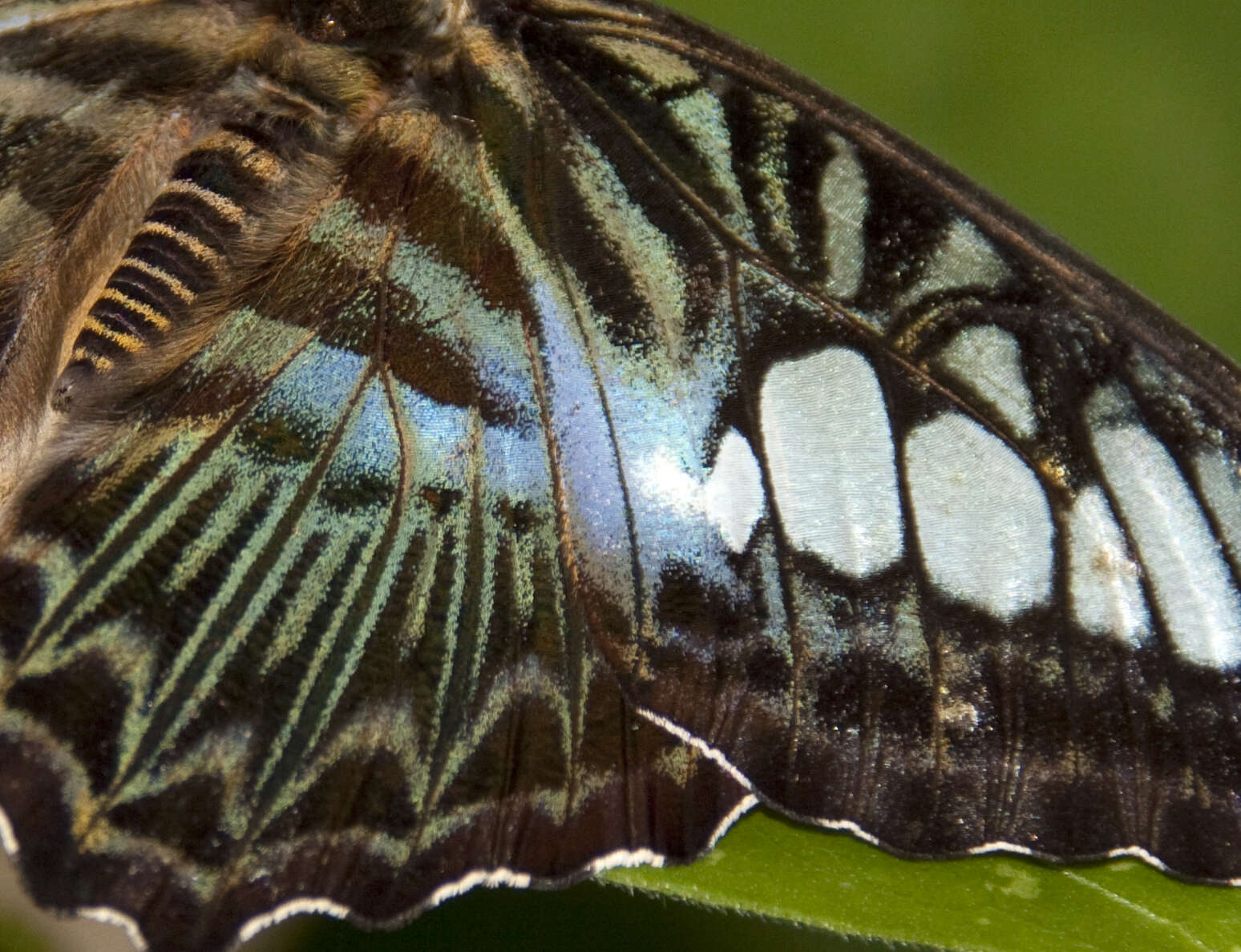 Imagem de Parthenos sylvia